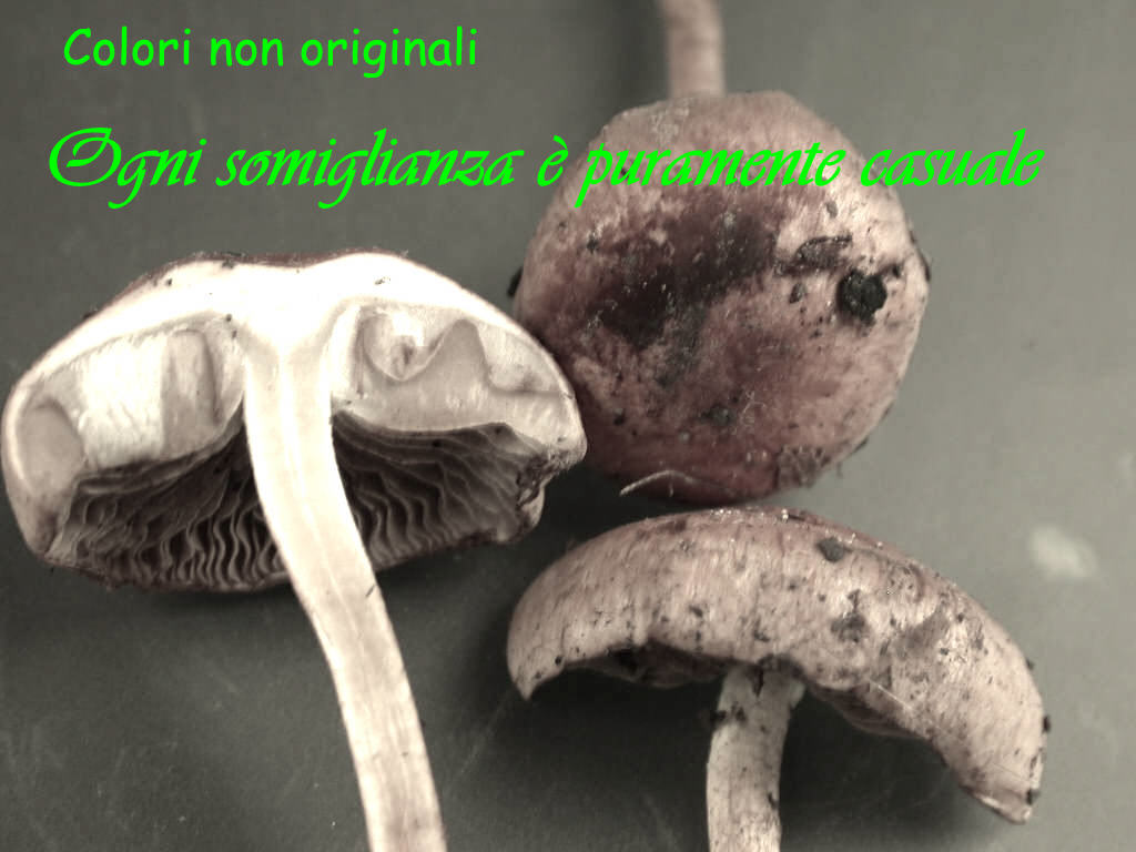 Quizzzzzzzzzz .........  Natalizio